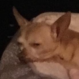 Foto de Lulu, hembra y de raza Chihuahua