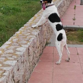 Foto de Kira, hembra y de raza Español Bretón