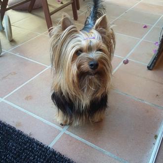 Foto de Sura, hembra y de raza Yorkie