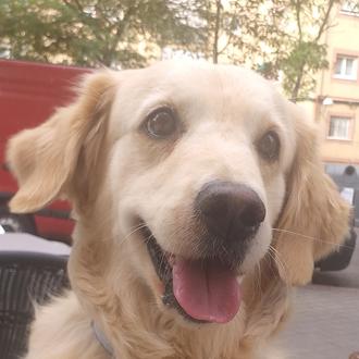 Foto de Moffly, hembra y de raza Golden