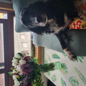 Foto de Lola, hembra y de raza Setterxgolden