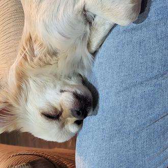 Foto de Pepona, hembra y de raza Chihuahua