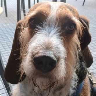 Foto de Capi, macho y de raza Grifón