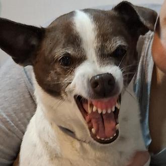 Foto de Lena, hembra y de raza Jack Russell terrier