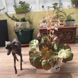 Foto de PEPA, hembra y de raza GALGO ITALIANO