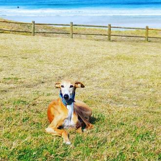 Foto de Tritón, macho y de raza Galgo