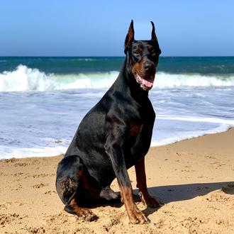 Foto de Amulet Luck, macho y de raza Doberman