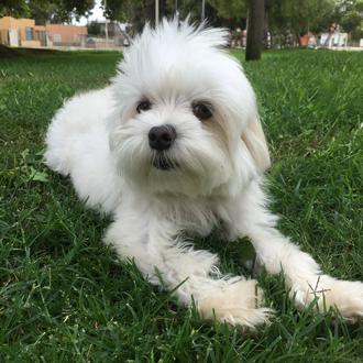 Foto de Cala, hembra y de raza Bichón Maltés