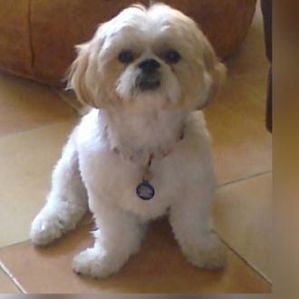 Foto de GUSTAVO, macho y de raza SHIH TZU