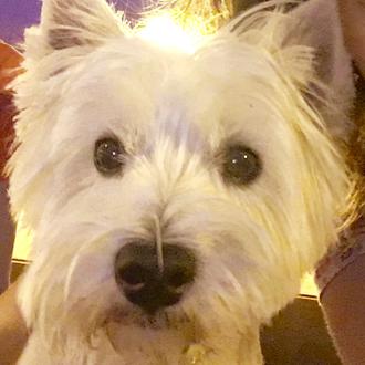 Foto de Erosky, hembra y de raza West Highland white terrier