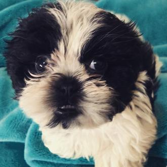Foto de Suri, hembra y de raza Shih Tzu