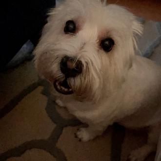 Foto de Furby, hembra y de raza Westie