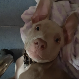 Foto de Kaiser, macho y de raza Pitbull