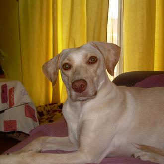 Foto de Canela, hembra y de raza Labrador