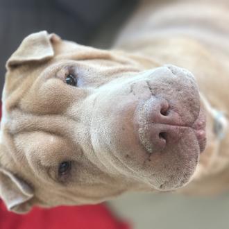 Foto de Bacon, hembra y de raza Shar Pei