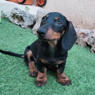 Foto de Blas, macho y de raza Teckel