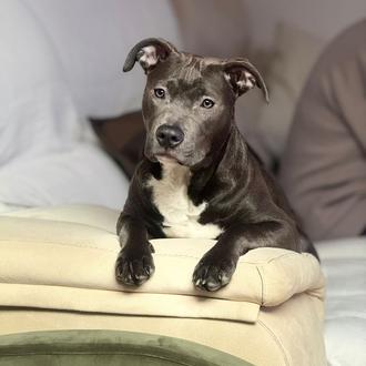 Foto de BELLA, hembra y de raza Cruce Pitbull y americana Stanford