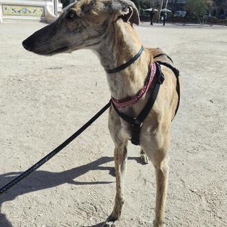 Foto de Dante, macho y de raza Galgo