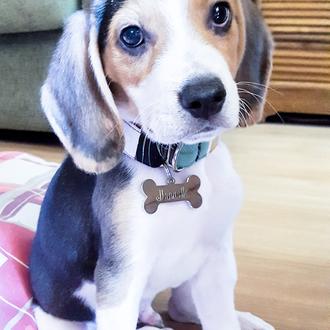 Foto de Jack, macho y de raza Beagle