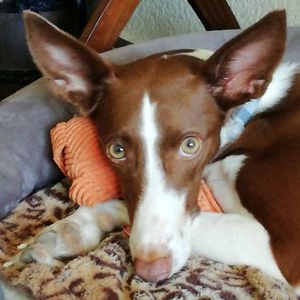 Foto de Dulce, hembra y de raza Podenco