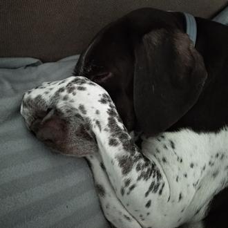 Foto de Brisa, hembra y de raza Pointer
