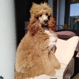 Foto de BALAKAI, macho y de raza Caniche gigante