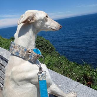 Foto de Freyja, hembra y de raza Galgo sp