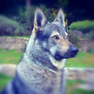 Foto de Checo, macho y de raza Lobo checoslovaco