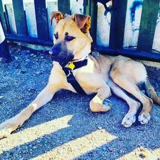 Foto de Sora, macho y de raza Mezcla Pastor Belga Malinois