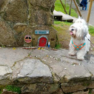Foto de Pinky, hembra y de raza Shih Tzu