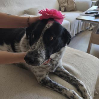 Foto de Jara, hembra y de raza Perro
