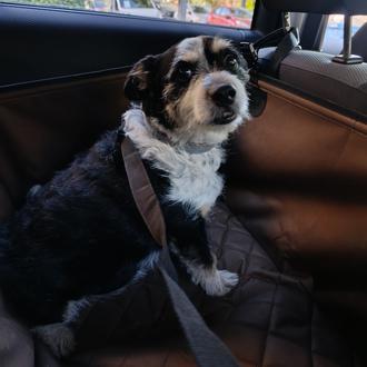 Foto de Rolo, macho y de raza Perro