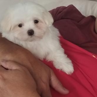 Foto de Quillo, macho y de raza Bichón Maltés