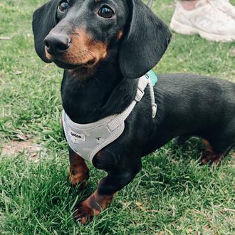 Foto de Dumbo, macho y de raza Teckel mini