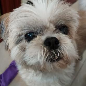 Foto de Bella, hembra y de raza Shih Tzu