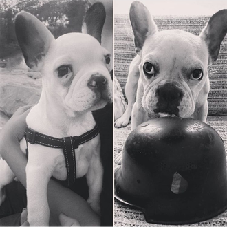 Foto de Zizou, macho y de raza Bulldog francés