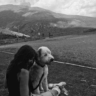 Foto de Sam, macho y de raza Bobtail