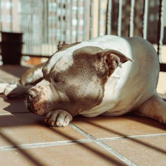 Foto de Buba, macho y de raza American bully