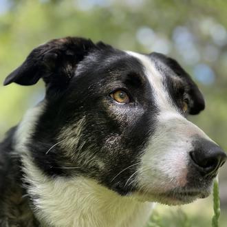 Foto de Max, macho y de raza Mestizo