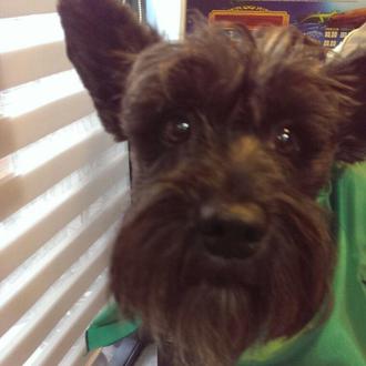 Foto de Mate, macho y de raza Schnauzer