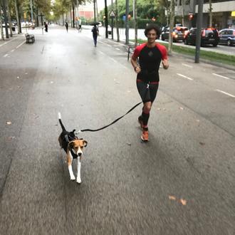 Foto de MORIARTY, macho y de raza BEAGLE