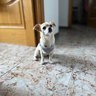 Foto de Cloe, hembra y de raza Chihuahua