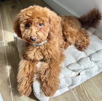 Foto de Kiro, macho y de raza Caniche Toy