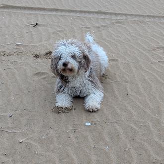 Foto de Violeta, hembra y de raza PDE