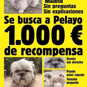 Foto de Pelayo, macho y de raza Lhasa Apso, se confunde con Shit Tzu