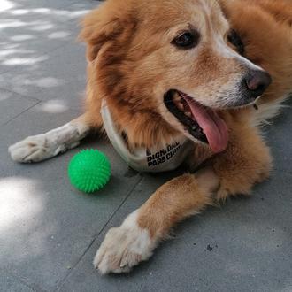 Foto de Urko, macho y de raza Mestizo