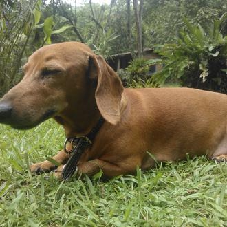 Foto de Woody, macho y de raza Salchicha