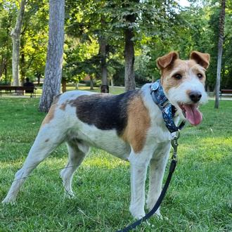 Foto de Max, macho y de raza Mixto-Fox Terrier