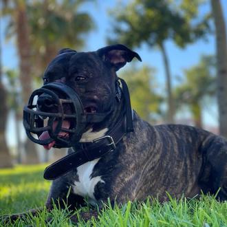 Foto de Kay, macho y de raza American Pitbull terrier