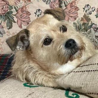 Foto de Lolo, macho y de raza Mestizo